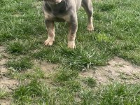 10 Aylık french bulldog ücretsiz