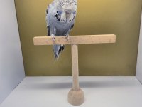 Show Jumbo Yavru Dişi Muhabbet Kuşu