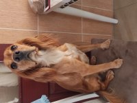 Çiko 1 Yaşında English Cocker