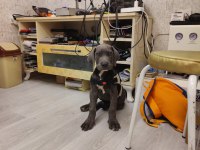 Cane corso yavru