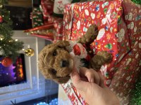 Özel çift renkli limited toy poodle