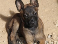 Safkan Irk Garantili Malinois Yavrular