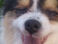 Çok tatlı köpeğimize acil yuva lütfen mesaj atın