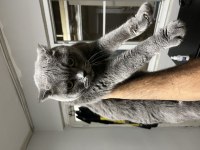 Scottish Fold Kedimiz