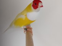 Goldian finch gökkuşağı ispinozu