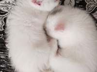 british shorthair özel seri mavi gözlü