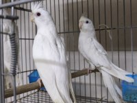 Albino sultan papağanı erkek yavru