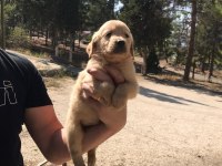 Baby face golden retriever yavruları