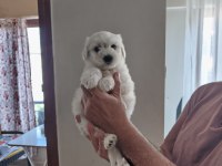 Ev Doğumu Maltipoo Yavrularımız