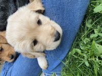 Kür burun bebekler golden retriever