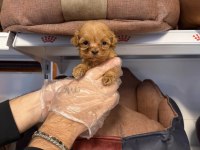 TEACUP MALTİPOO YAVRULARIMIZ