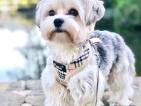 Yorkshire Terrier Eğitimli