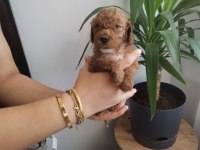 450 gram dişi toy Poodle