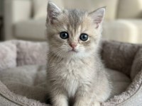 British shorthair golden Ny12 ve silver point mükemmel yavru