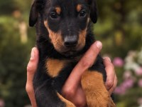 ŞAMPİYONUN AŞILI DOBERMAN YAVRULARI