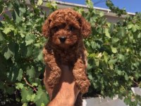 Kıvır Kıvır Poodle Yavrular Sizlerle Son Bir Dişi Ve Erkek