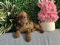 Maltipoo Yavrularım Sağlık Ve Irk Garantilidir
