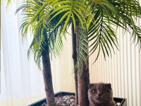 Scottish fold kedim 1 buçuk yaşındadır bir kez doğum yaptı