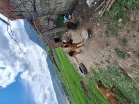 Yavru alman çoban köpeği