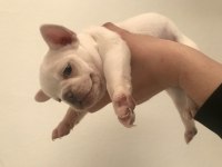 Podell_ankara sizin için seçtiği özel yavru köpekleri
