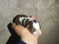 Her renk border collie yavruları mevcut