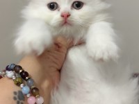 Safkan ırk sağlık garantili british longhair