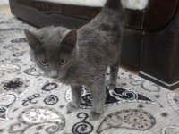 3 aylık dişi tatlı yavru kedimiz