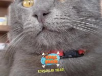 British shorthair kedimize acil yuva