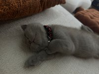 British shorthair Berlin için yuva arıyoruz