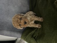 2.5 aylık Toy Poodle