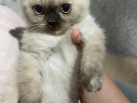 2 Aylık Şirin Kızlar Scottish Fold