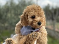 Brown toy poodle dişi
