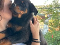 2.5 aylık safkan dişi rottweiler yavrum