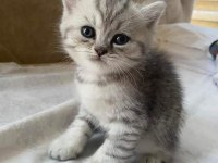 Tatlı mı tatlı british shorthair bebişler