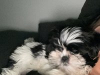Shih tzu köpeğimi sahiplendirme istiyorum