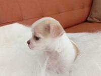 Irk Şampiyonu Babadan SAFKAN Chihuahua
