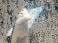 Erkek scottish fold