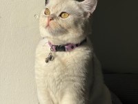 Çok acil Satılık Erkek 8 Aylık British Shorthair