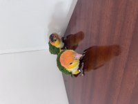 Caique Papağanı PORTAKAL KAFA Çok şirinler