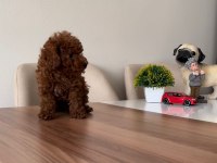 ÜST KALİTE TOY POODLE YAVRULARIMIZ