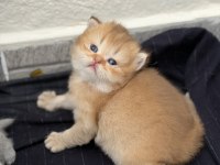 Rezerveye Açık Golden British Shorthair