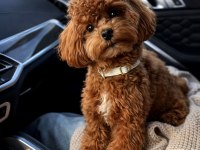 Orjinal Toy Poodle Yavrumuz 