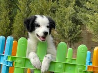 Border Collie Yavruları Aşıları tam