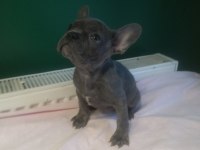 A Kalite Blue French Bulldog Yavrularımız