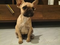 6 Aylık Dişi Coco Fawn French Bulldog