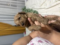 Toy Poodle miniklerim