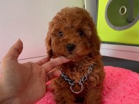 HER BÜTÇEYE UYGUN HER RENK POODLE BURADA