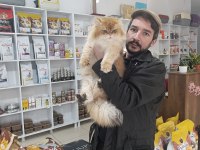 Show kalite orange british longhair ny12