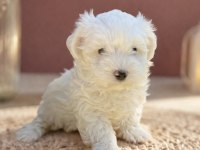 Kar Beyaz Irk Garantili Maltese Terrier Yavrular