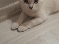Sevimli british shorthair kardeşler